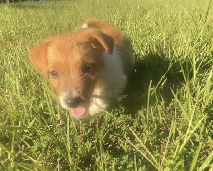 Denver - Jack Russell Terrier Puppy