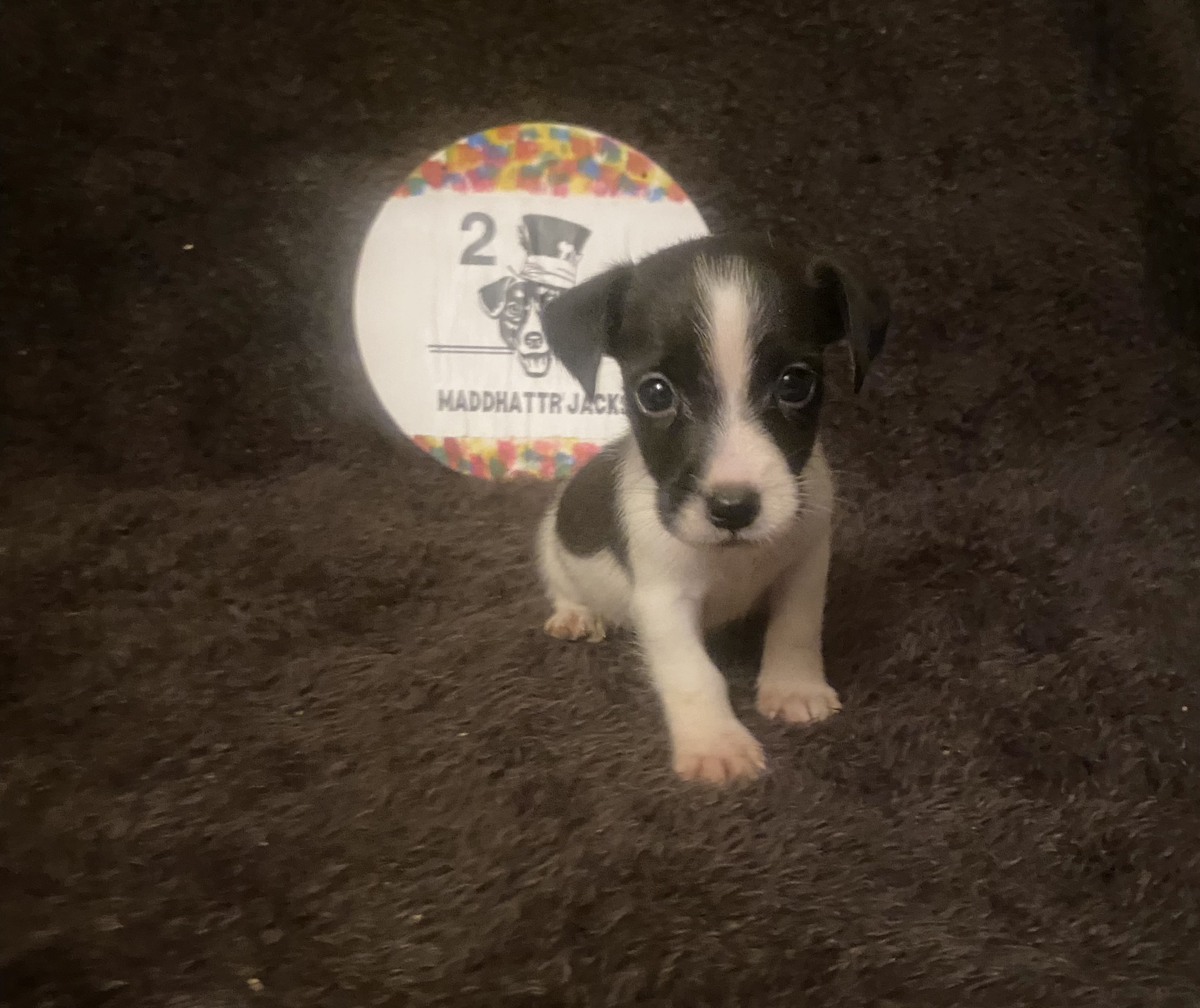 Quest - Jack Russell Terrier Puppy