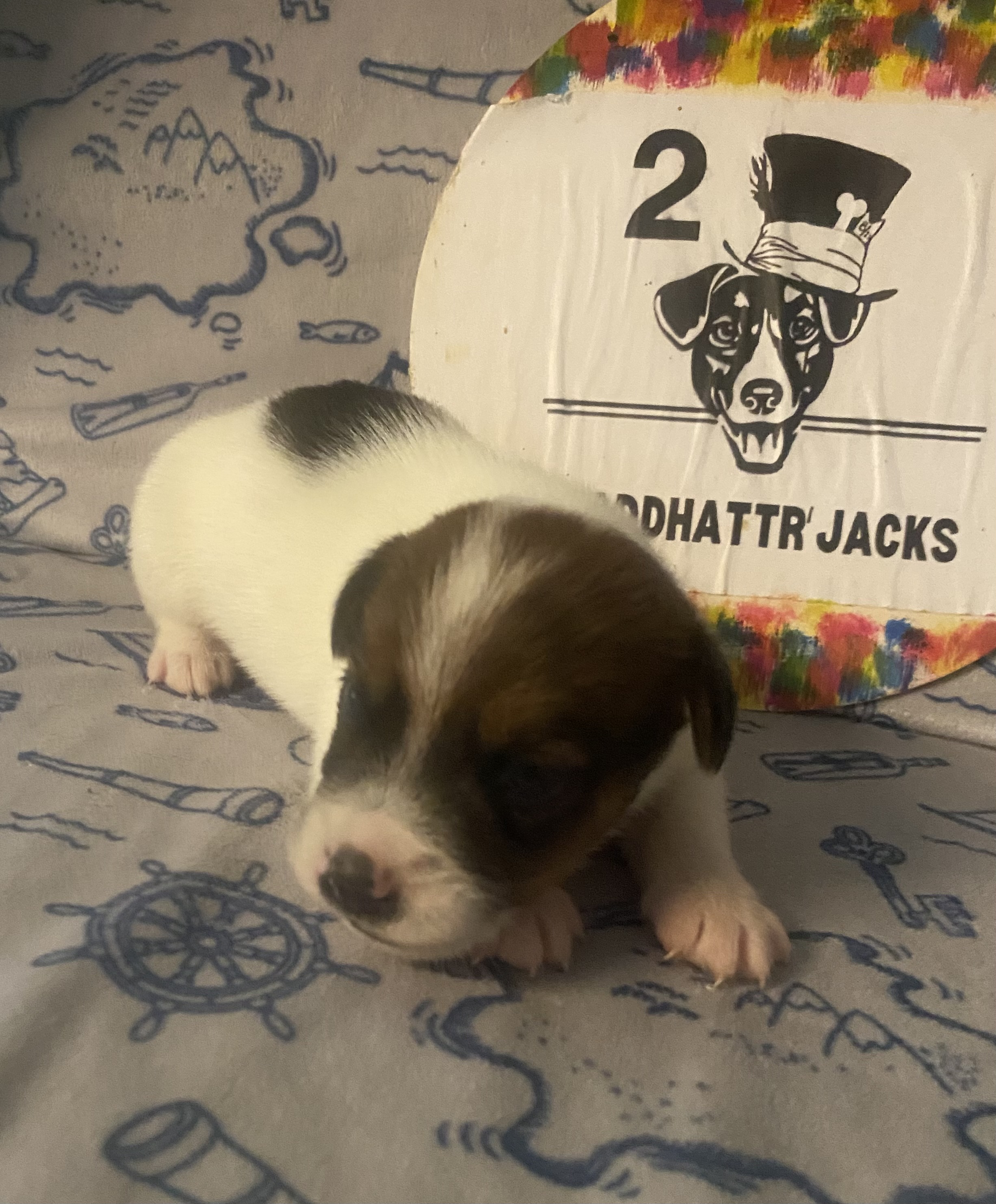 Parker - Jack Russell Terrier Puppy