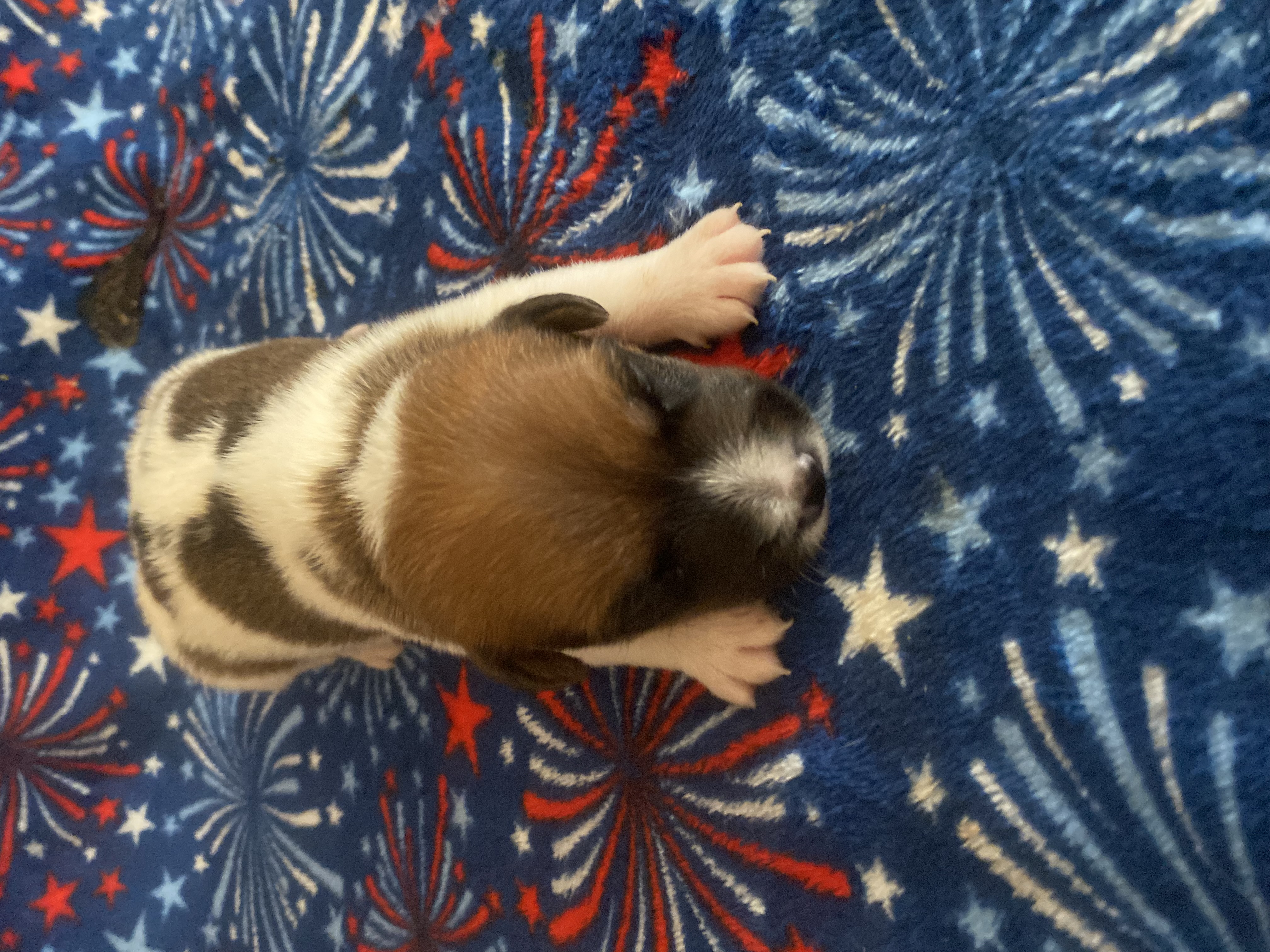Perry - Jack Russell Terrier Puppy