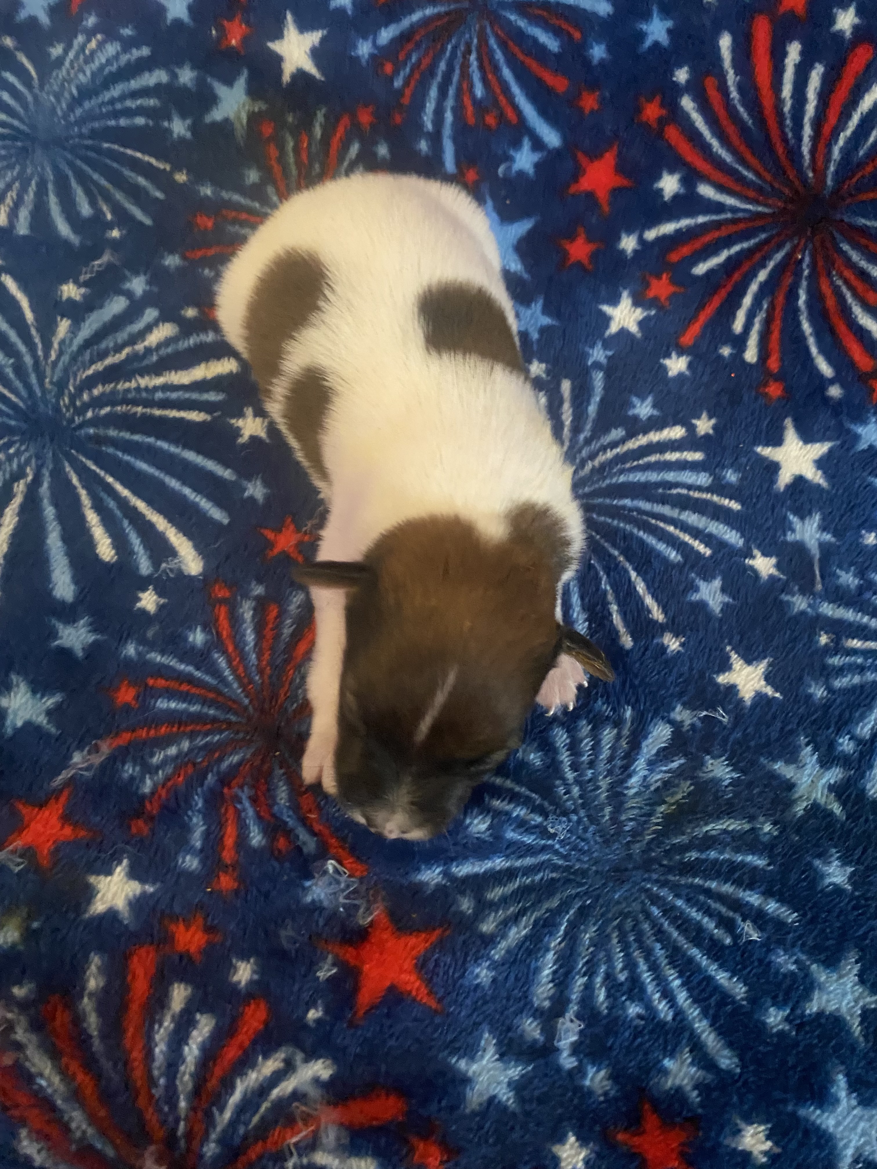 Dean - Jack Russell Terrier Puppy
