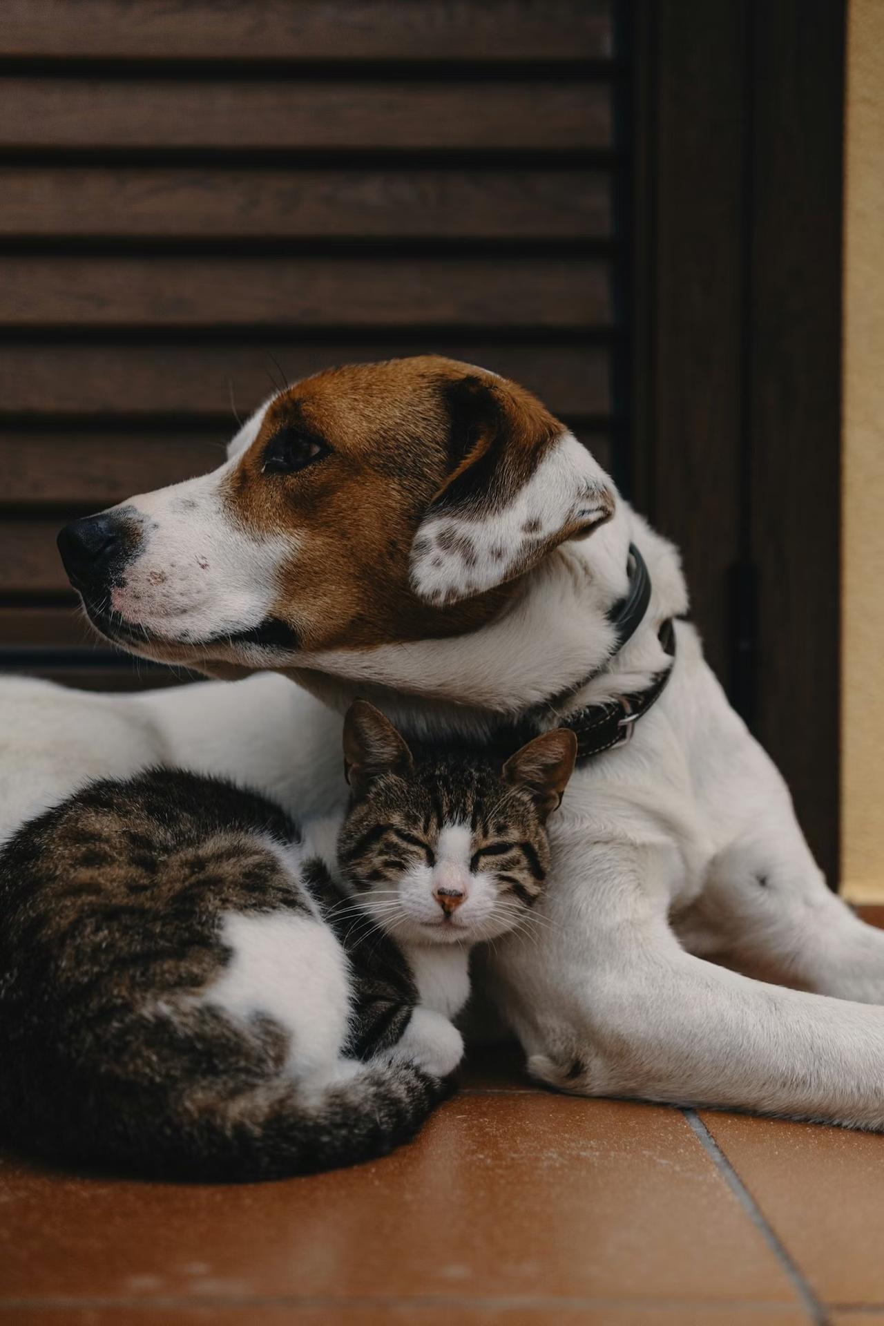 A peaceful pet resting at home