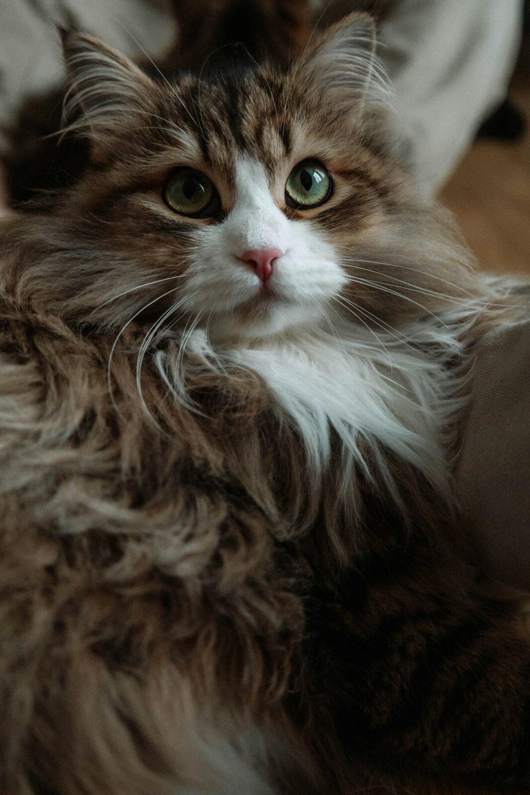 Compassionate veterinarian care
