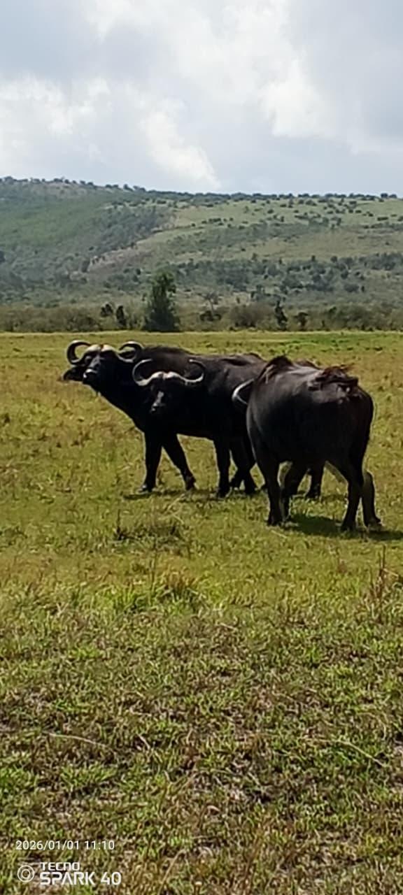 whatsapp image 2026-01-03 at 10.14.26.jpeg