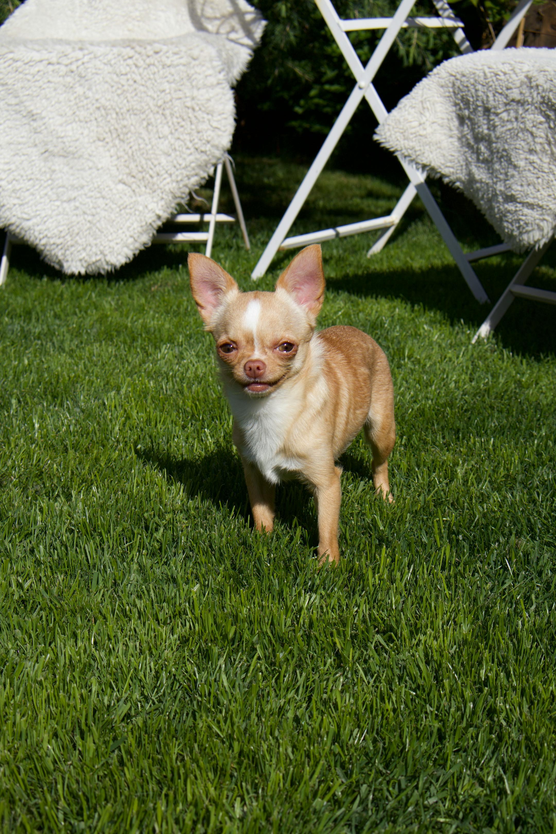 Adorable Chihuahua dog standing on green grass in sunny garden area.