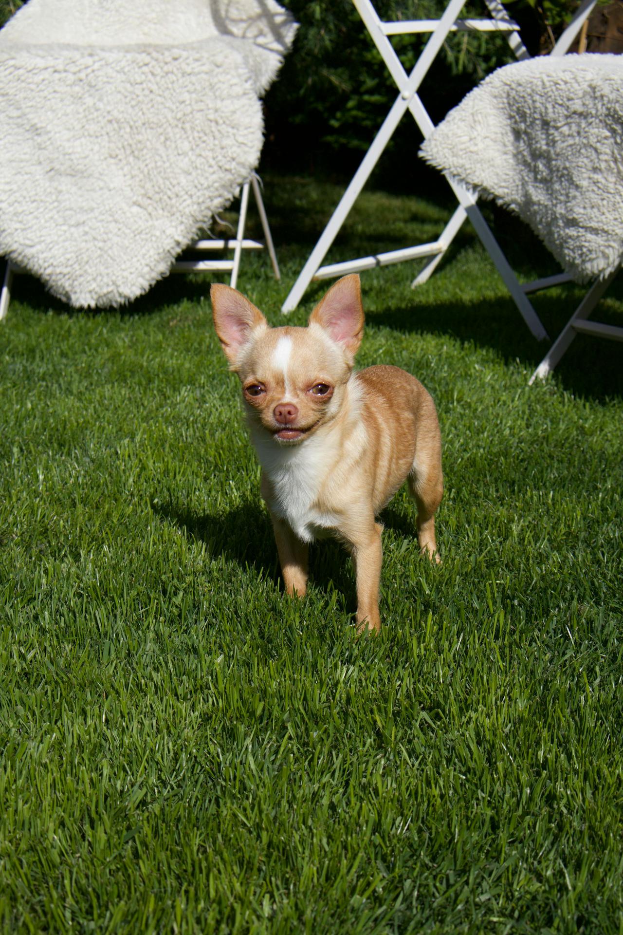 Adorable Chihuahua dog standing on green grass in sunny garden area.