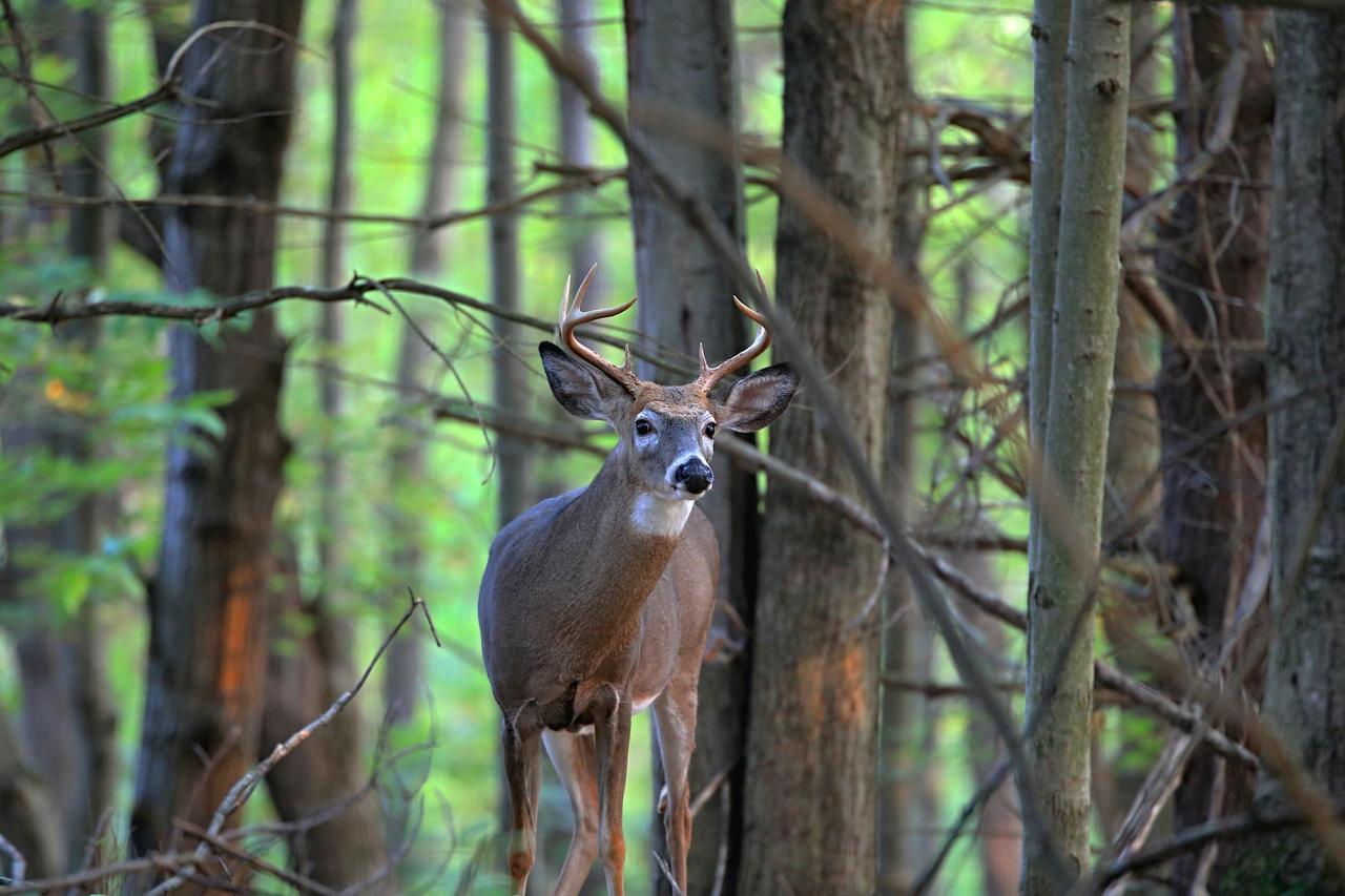 A white-tailed deer stands gracefully in a lush forest during daytime in Mendon, NY.
