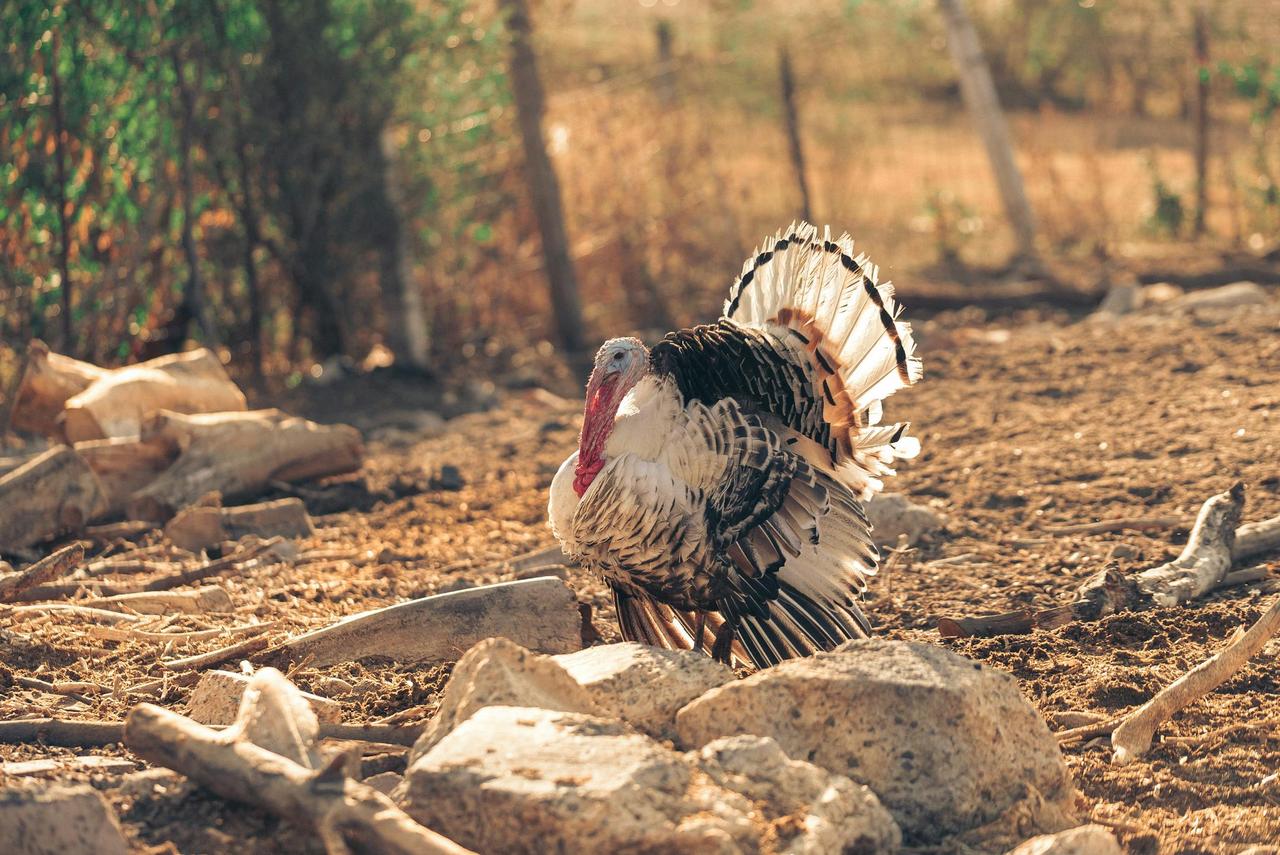 Majestic wild turkey displaying its feathers in a rustic countryside setting outdoors in daylight.