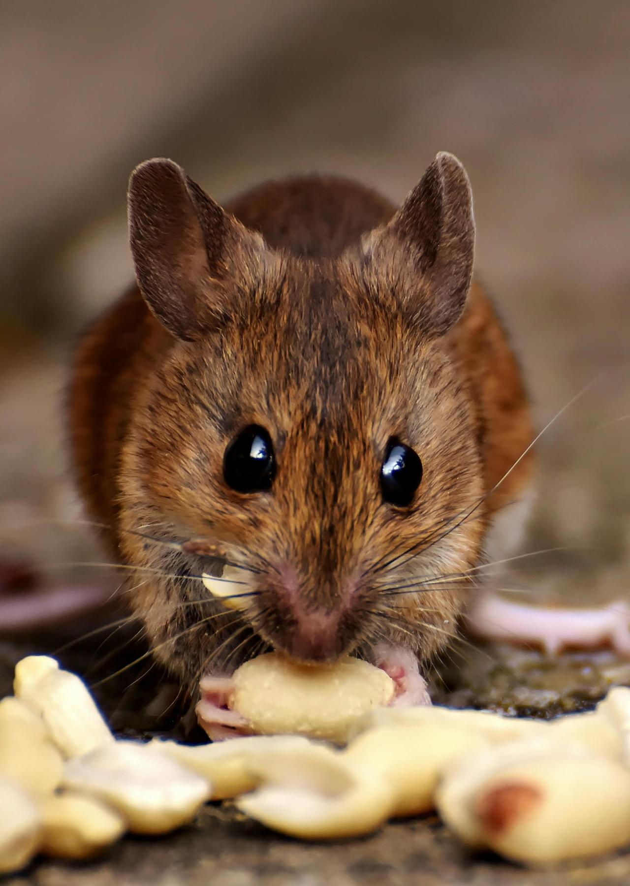 Adorable close-up of a brown mouse nibbling on peanuts with big button eyes and soft whiskers.