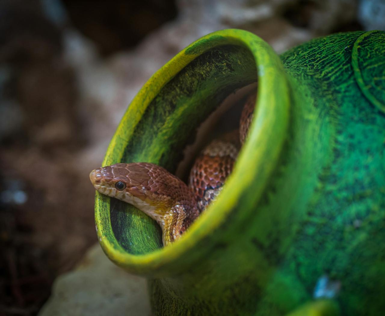 A snake peeks out from a vibrant green pot in an outdoor setting.