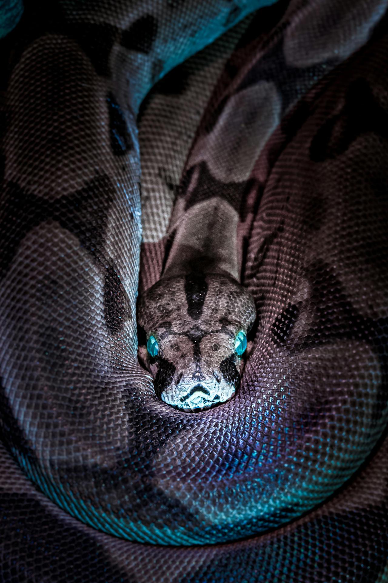 Captivating close-up of a python snake showcasing its intricate scale pattern and distinctive colors.