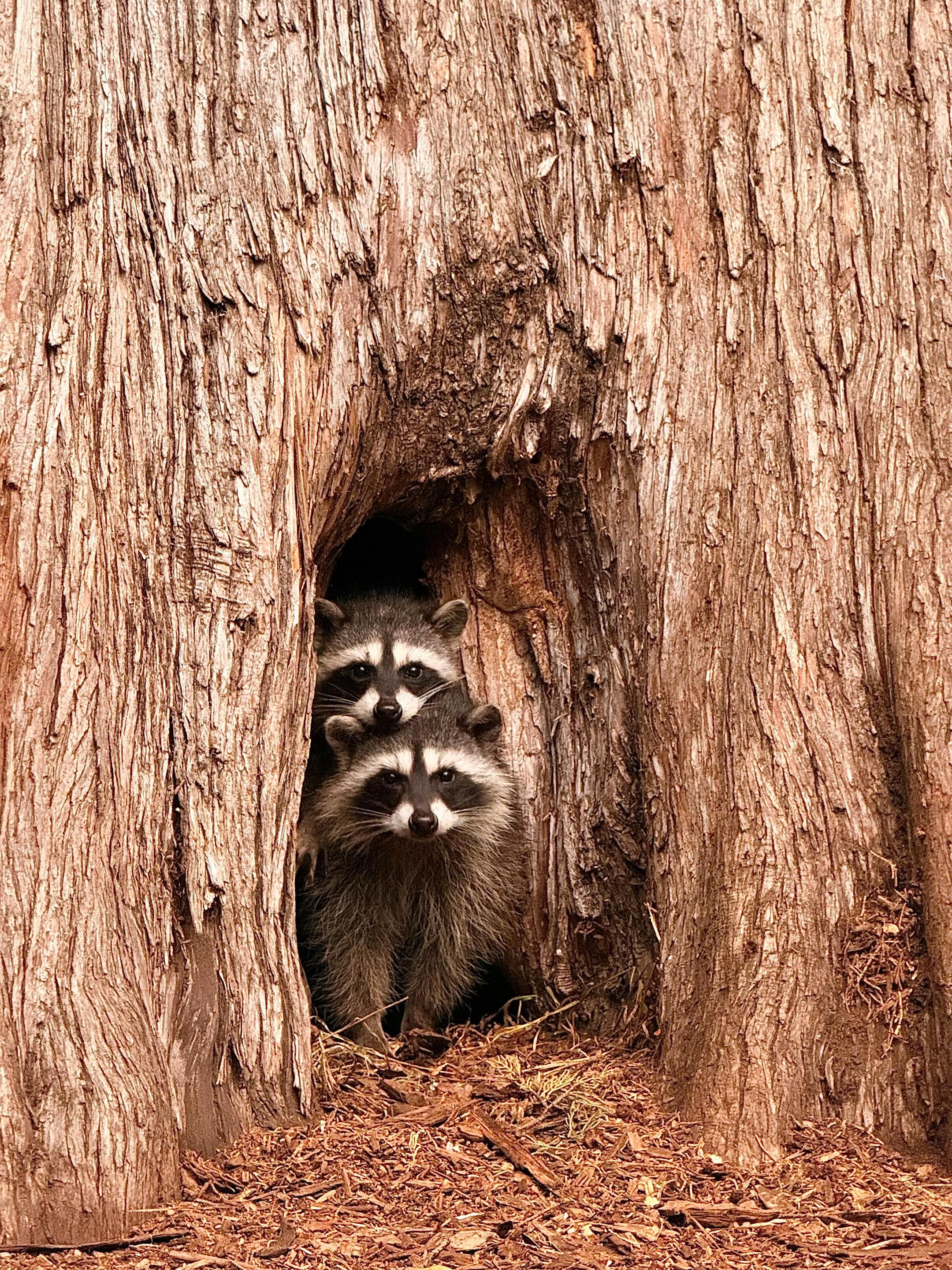 Two raccoons peering out from a tree hollow in a natural setting in San Francisco.