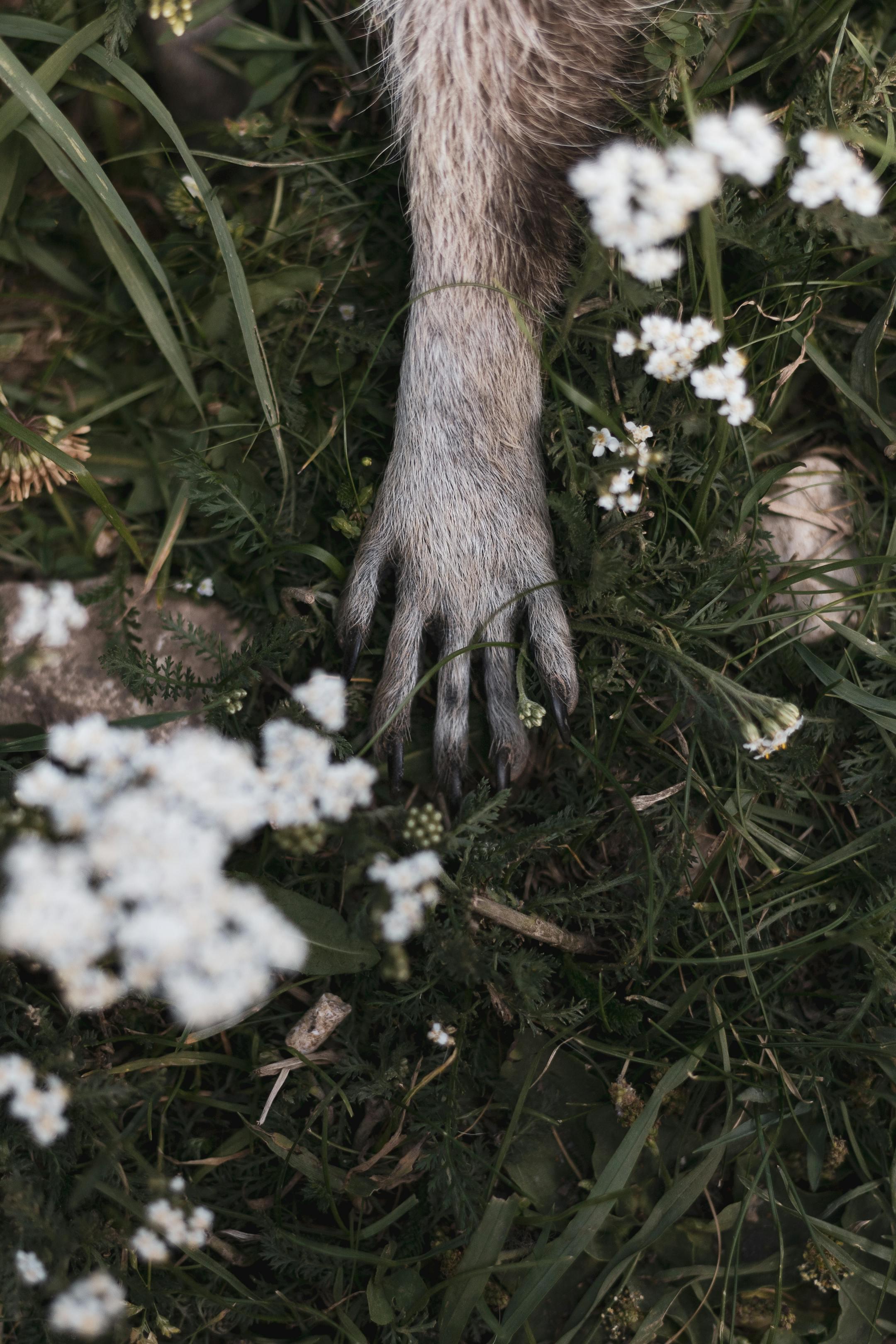 Close-up of a raccoon paw surrounded by delicate wildflowers in a verdant meadow, conveying a serene wildlife atmosphere.