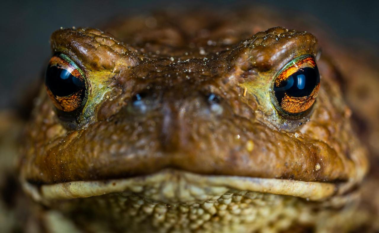 Detailed macro shot of a common toad showcasing its eyes and textured skin in vivid detail.