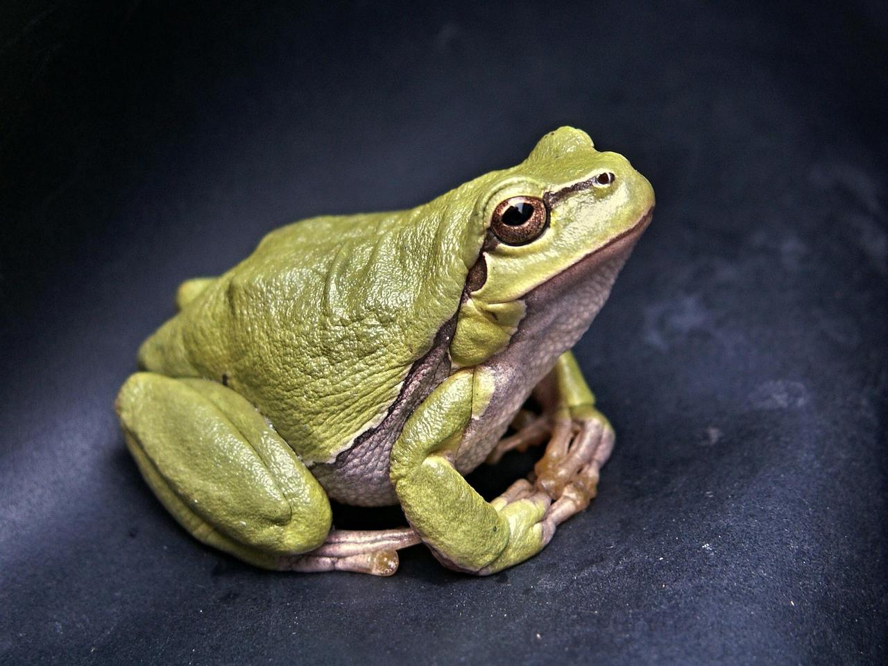 Vibrant green tree frog captured in detail against a dark background.