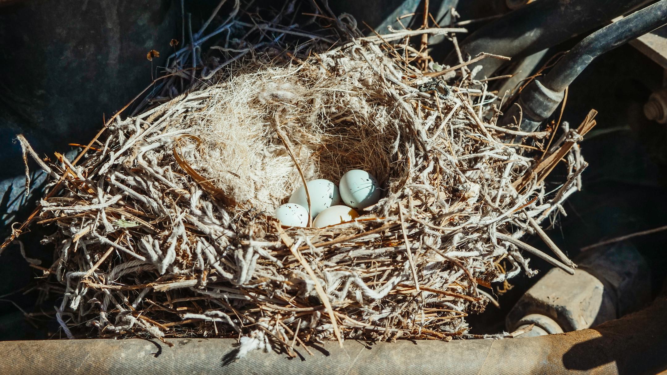Detailed image of a bird's nest with eggs placed on a rustic surface, showcasing nature's intricacy.