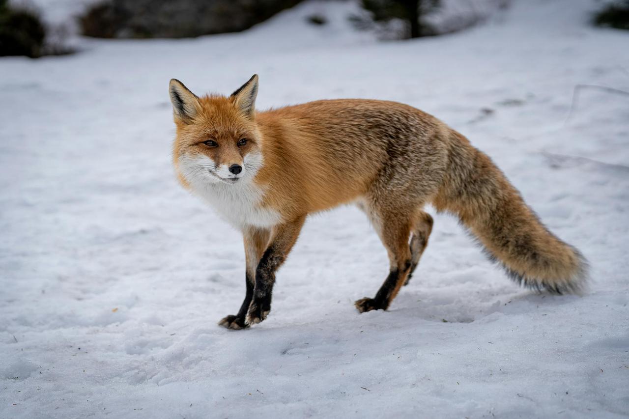 A beautiful red fox standing on a snow-covered field capturing the essence of winter wildlife.