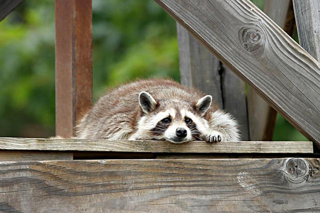 Adorable raccoon lying on wooden boards, showcasing wildlife in a natural setting.