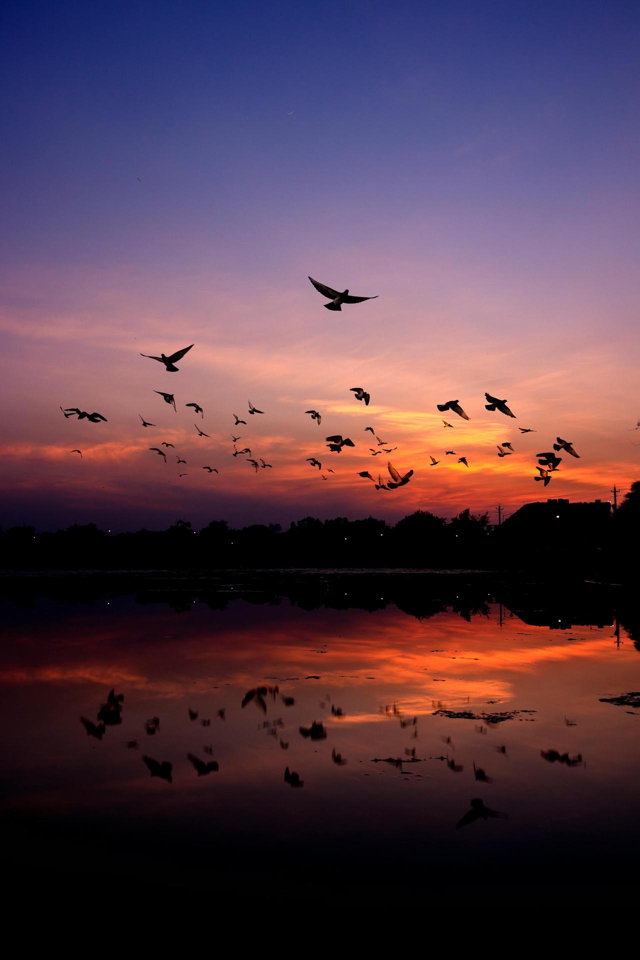 Silhouettes of birds flying over a serene lake at twilight with a colorful, dramatic sky in Chandigarh, India.
