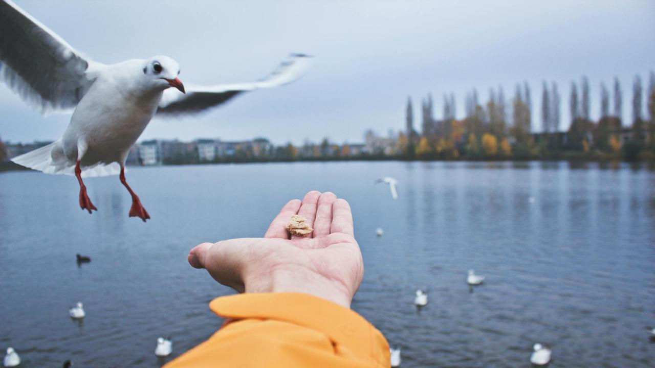 A close-up of a hand feeding a seagull at a serene autumn lake in the Netherlands.
