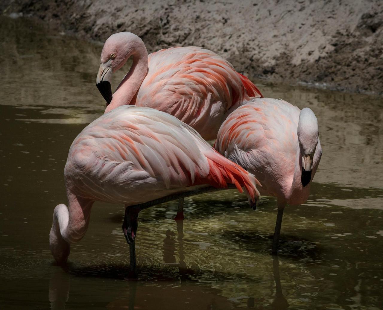 Three pink flamingos gracefully wading in water, displaying elegant plumage.