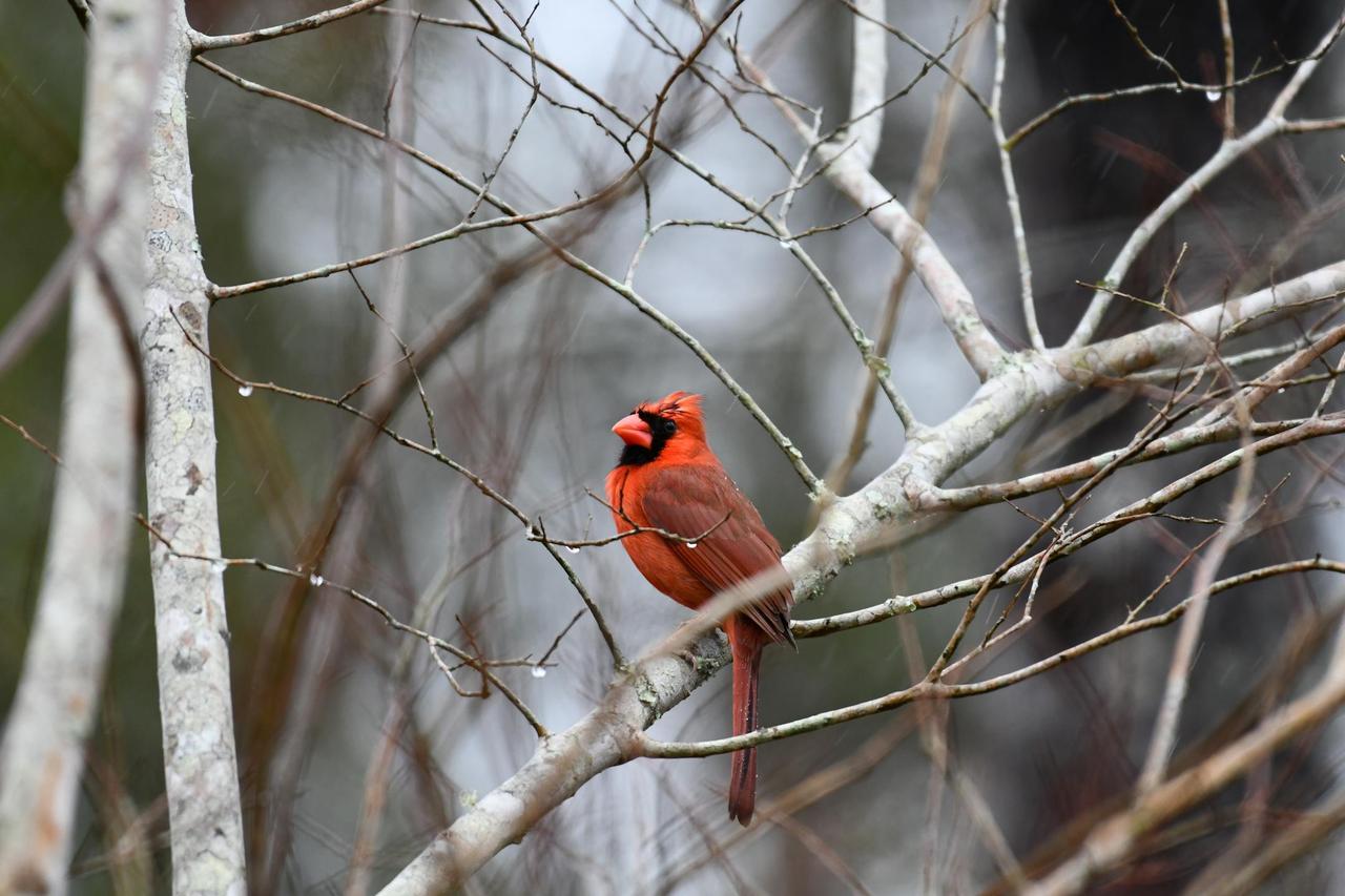 Close-up of a Northern Cardinal perched on a tree branch in winter with a blurred background.