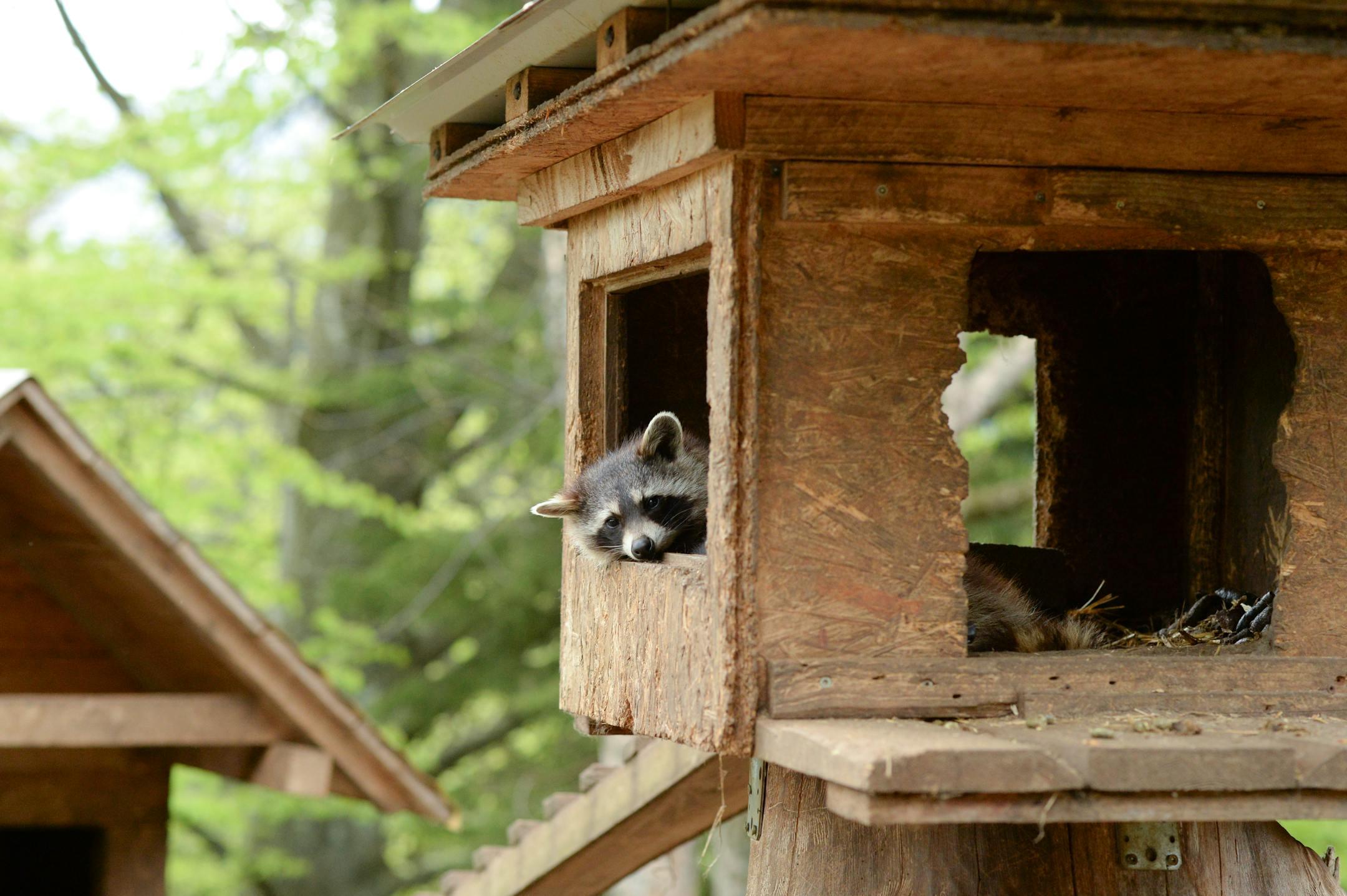 A raccoon relaxes in a wooden birdhouse in Breitenau am Hochlantsch, Austria's forest.