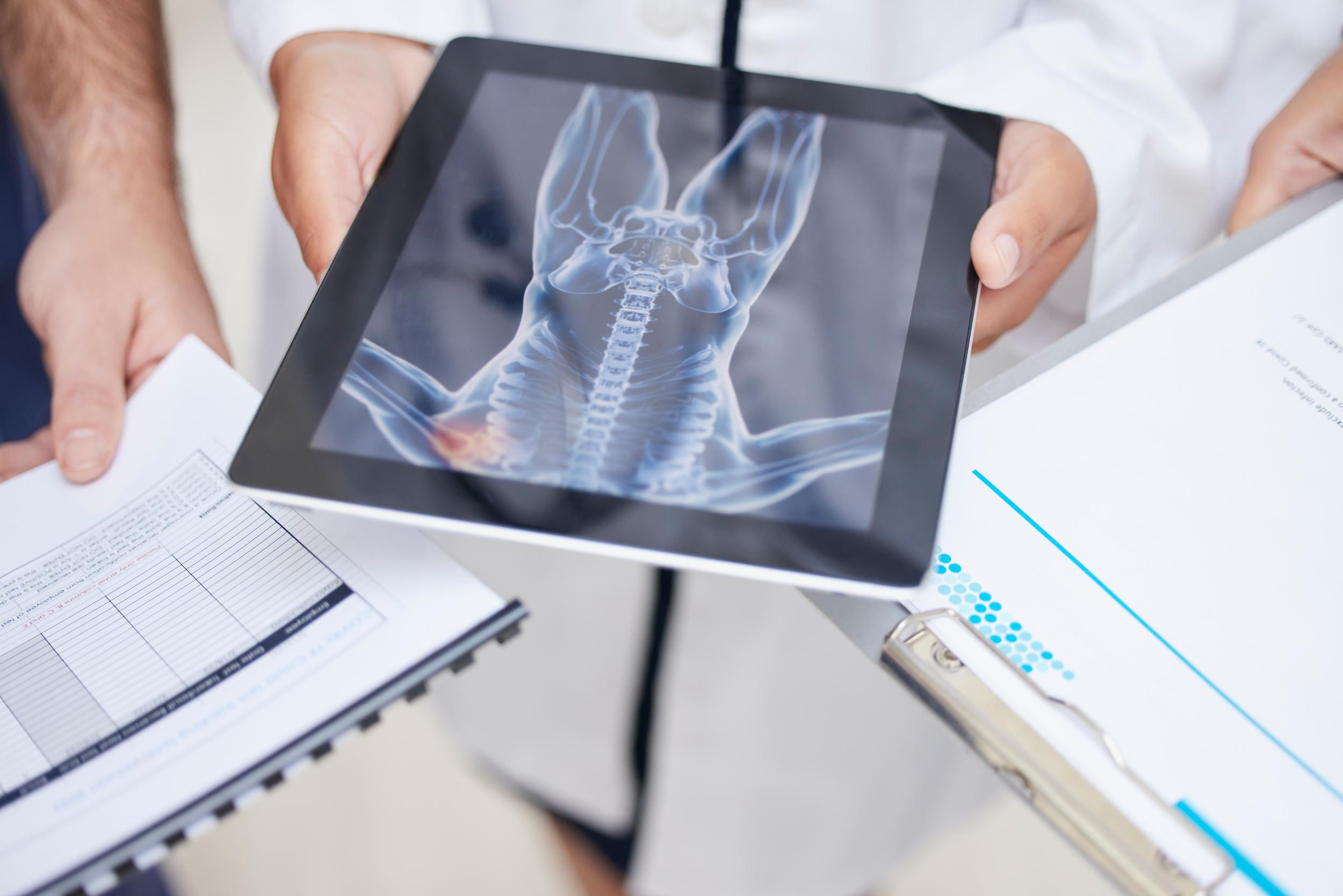 doctor-hands-and-tablet-with-x-ray-in-anatomy-su-2026-01-09-09-18-01-utc.jpg