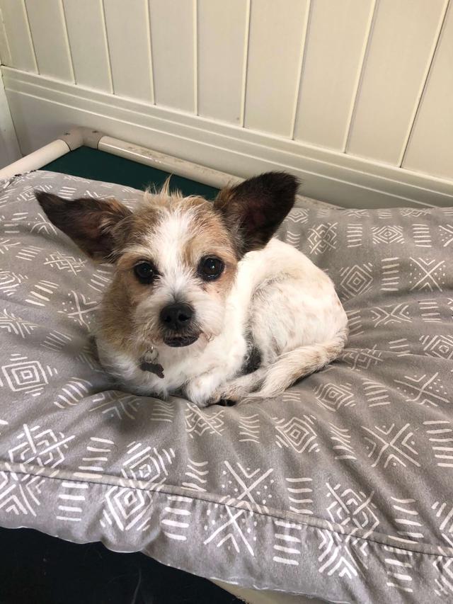 Doggie Daycare Agoura Hills Barks N' Rec