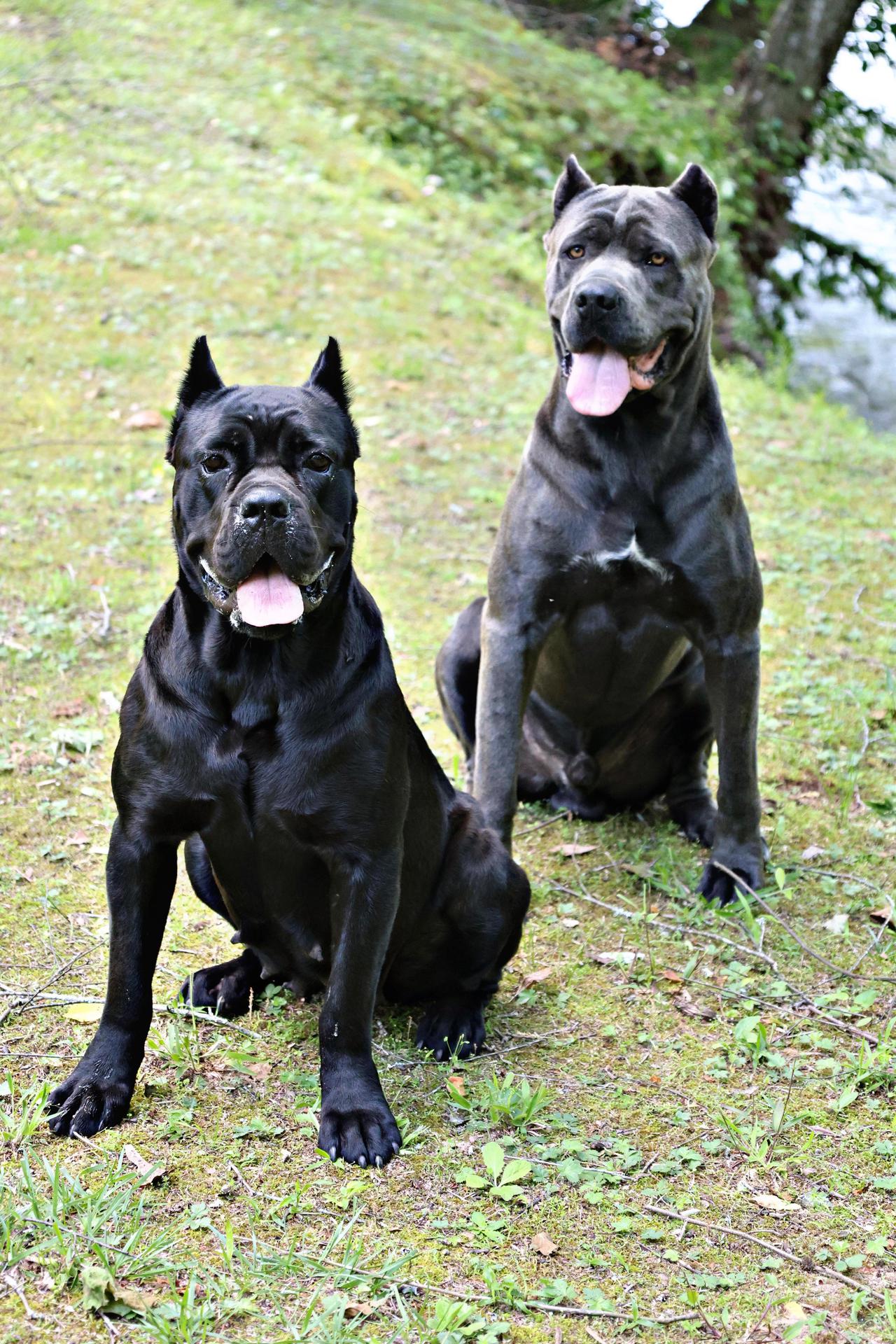 dogs.jpeg