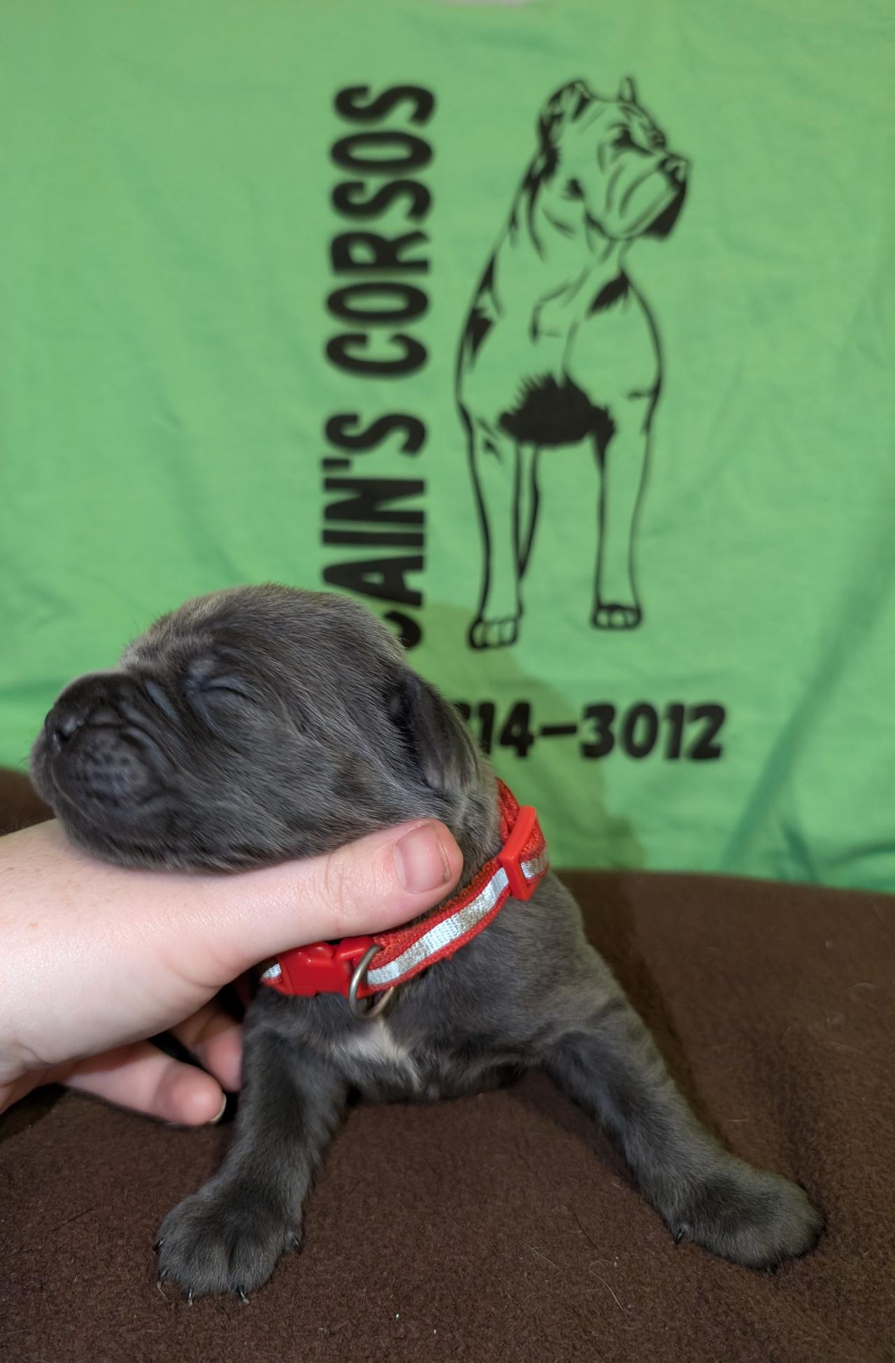 pup1.jpg