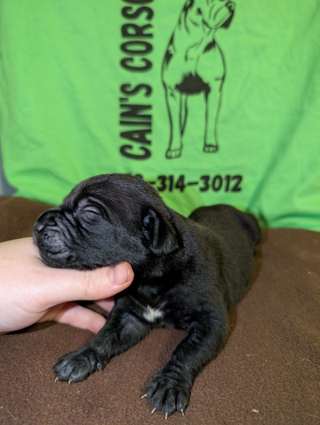 pup3.jpg