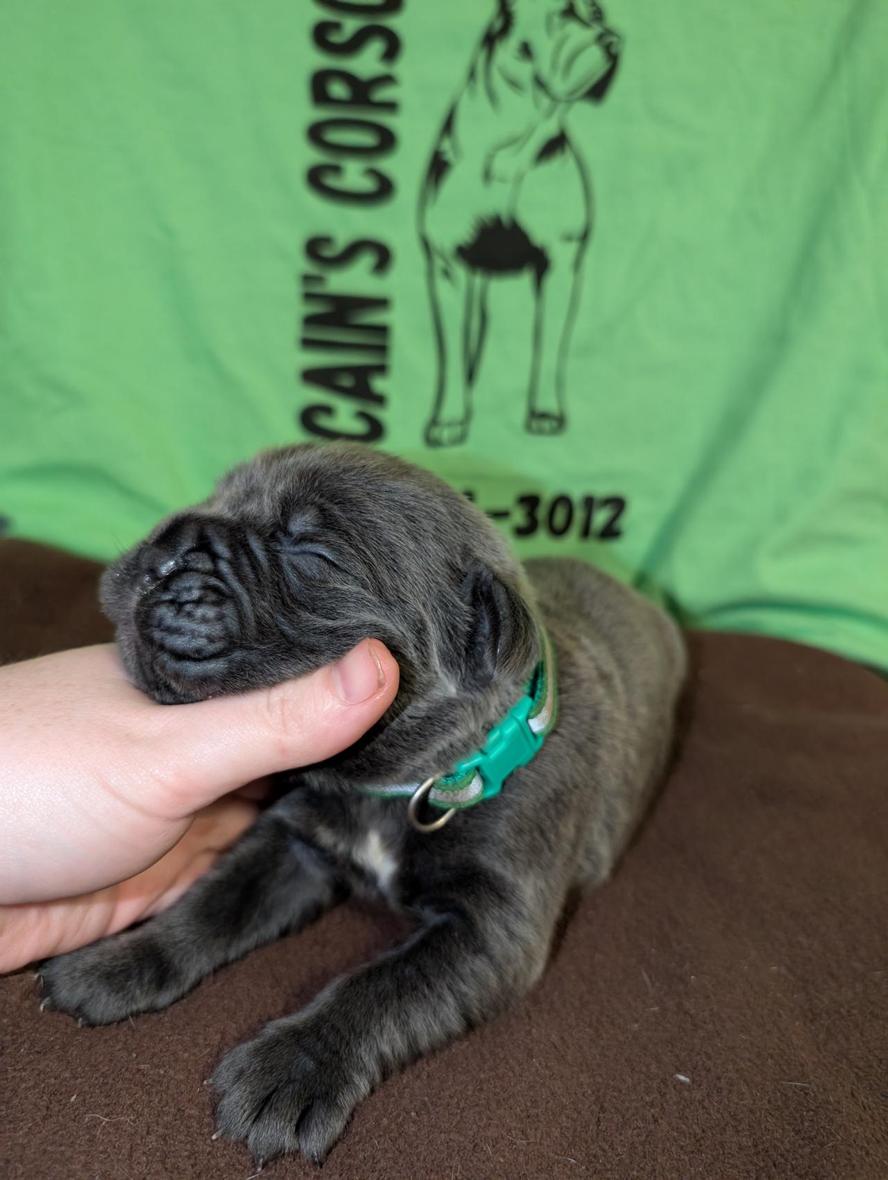 pup4.jpg