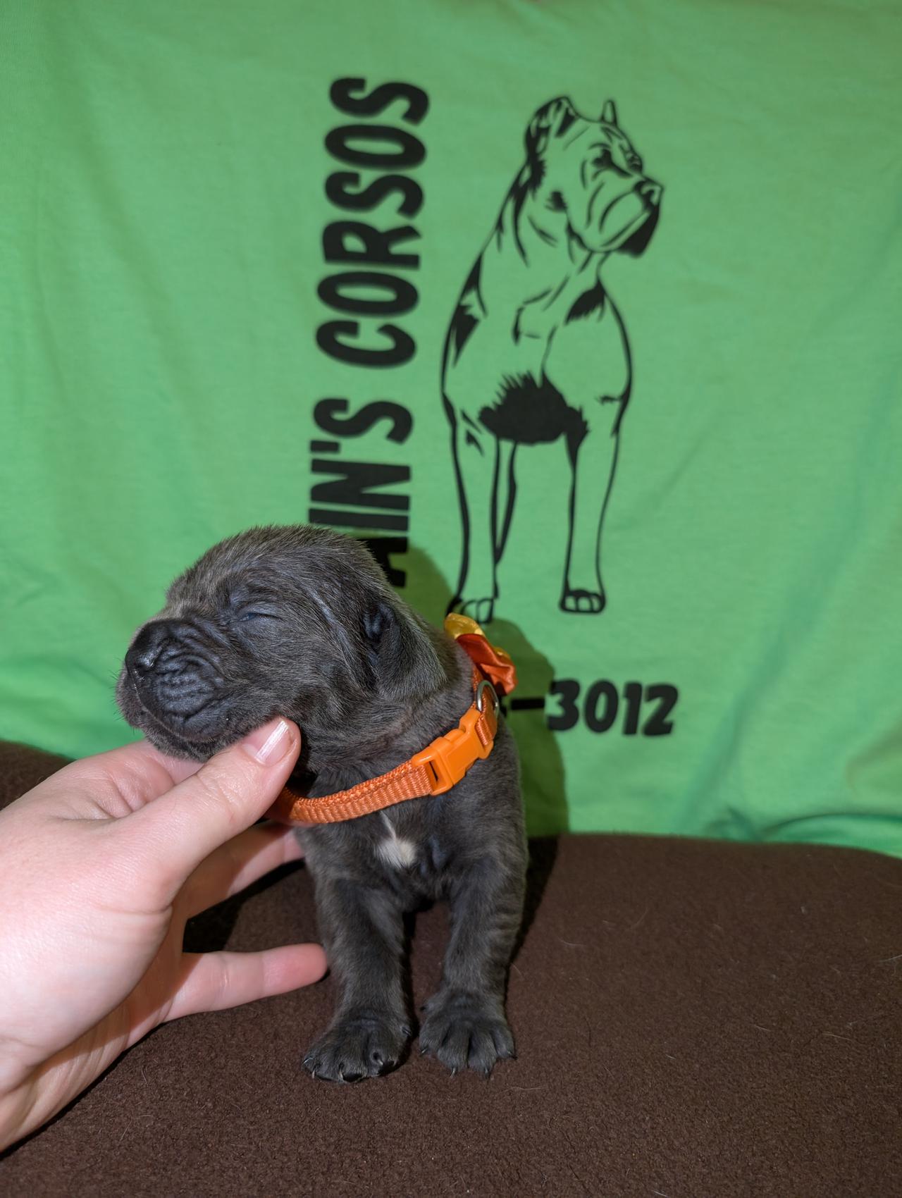 pup5.jpg
