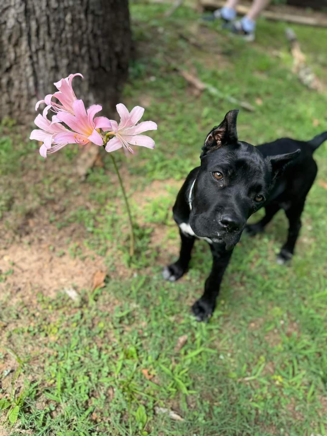 pup6.jpg