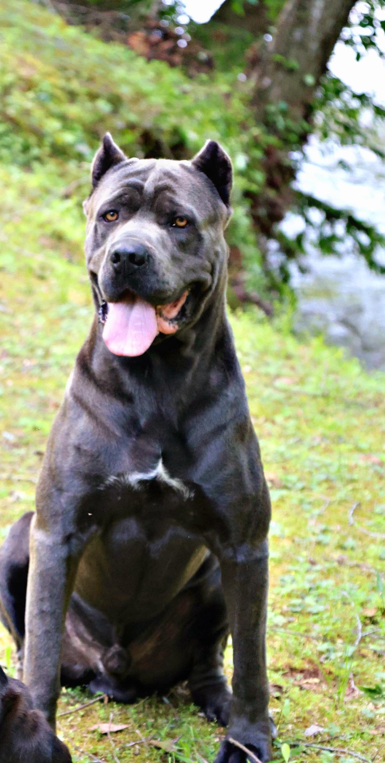 ruger.jpg