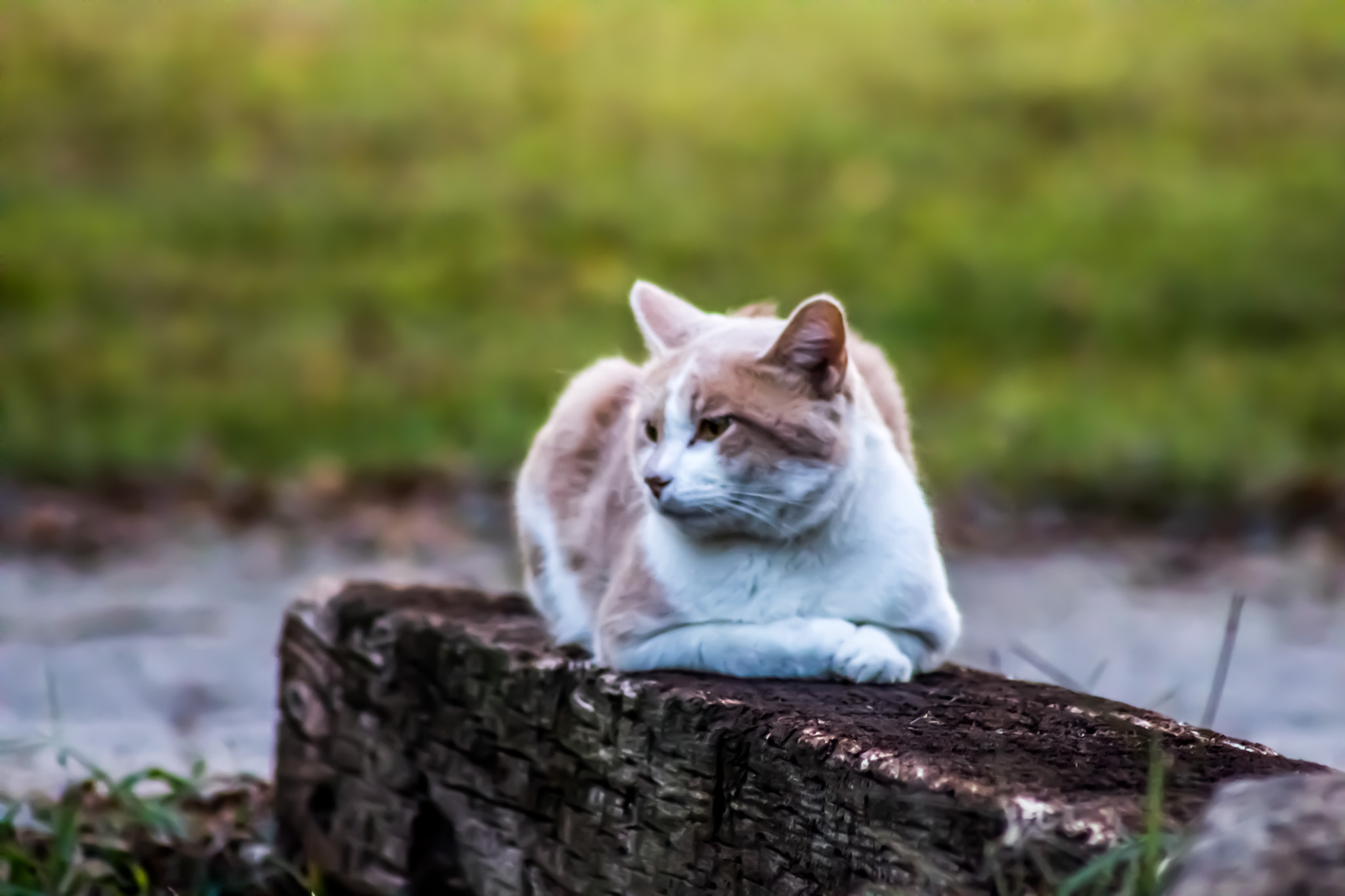 Pet photography session