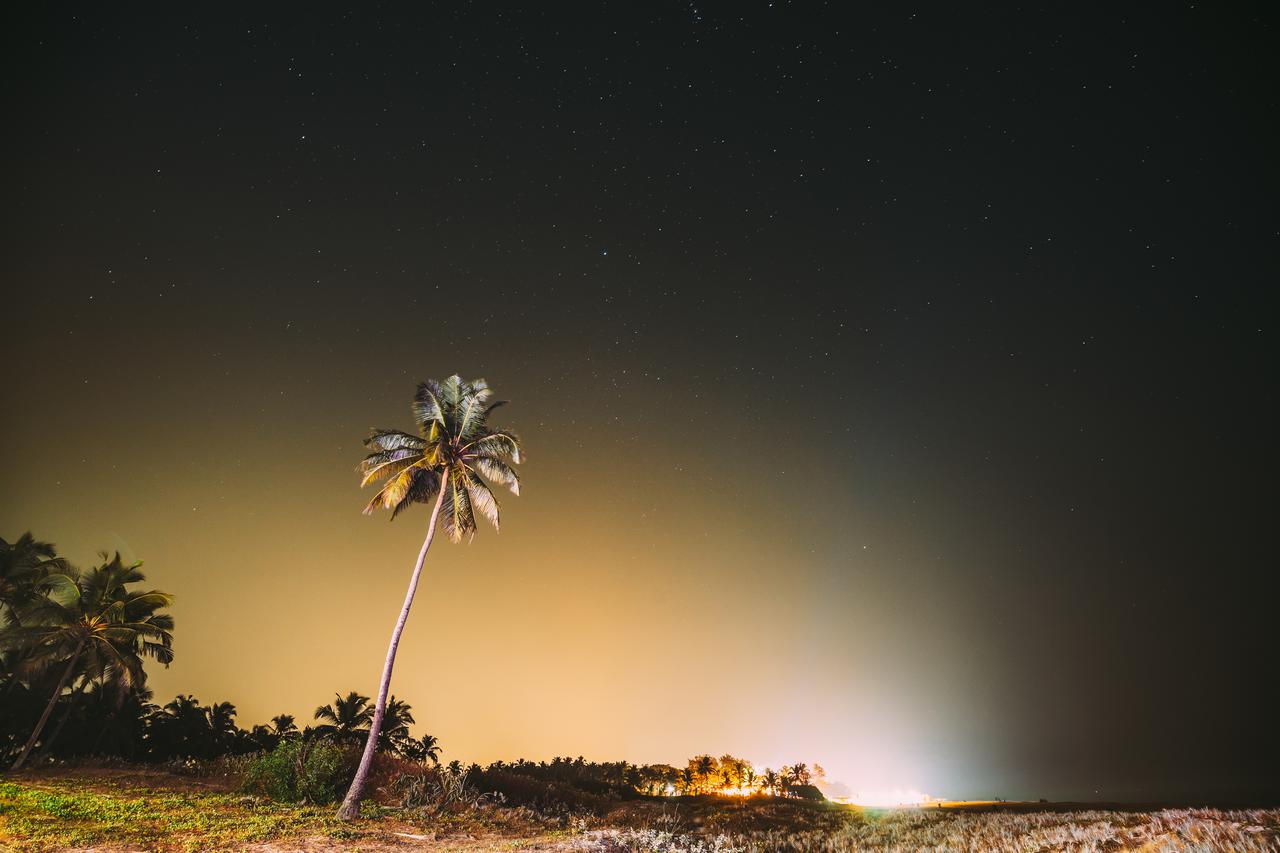 goa-india-real-night-sky-stars-coconut-tree-pal-2025-02-24-20-08-34-utc.jpg