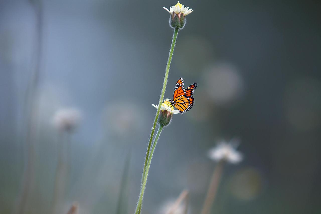 A Monarch butterfly rests on a flower against a soft blurred background, showcasing nature's beauty.
