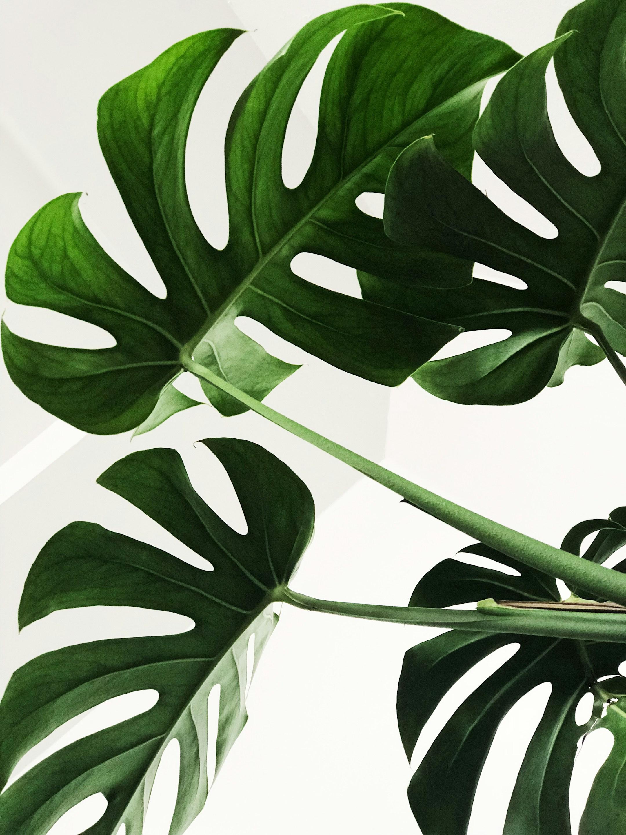 Behind the leaves.