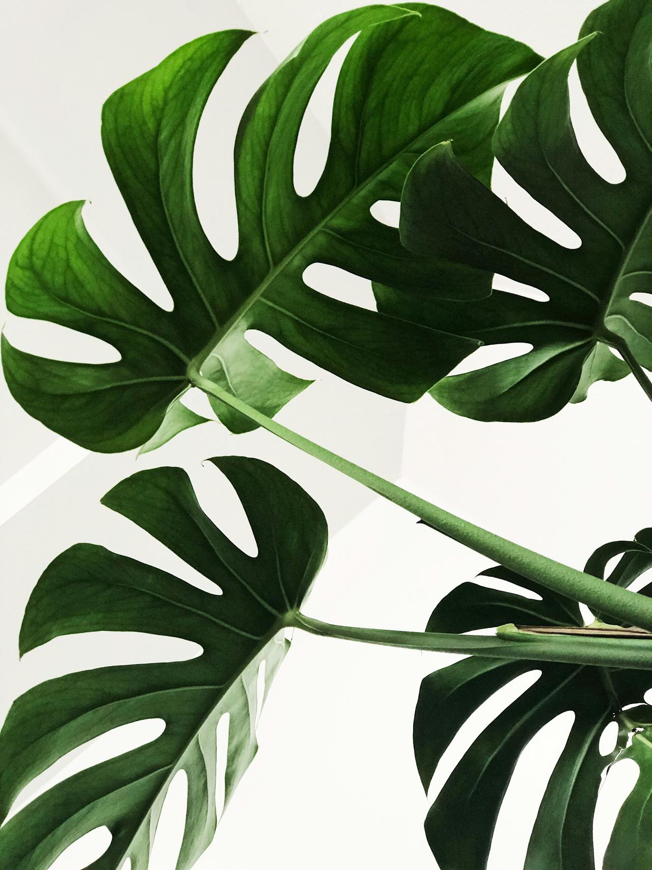 Behind the leaves.