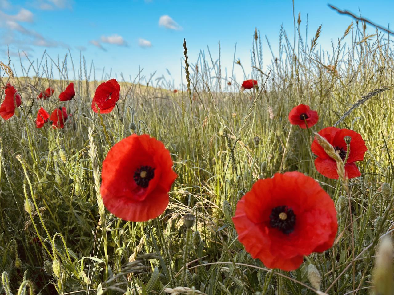 poppy field original.jpg