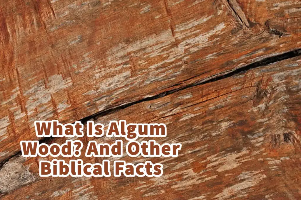 what-is-algum-wood-and-other-biblical-facts-2.jpeg.webp