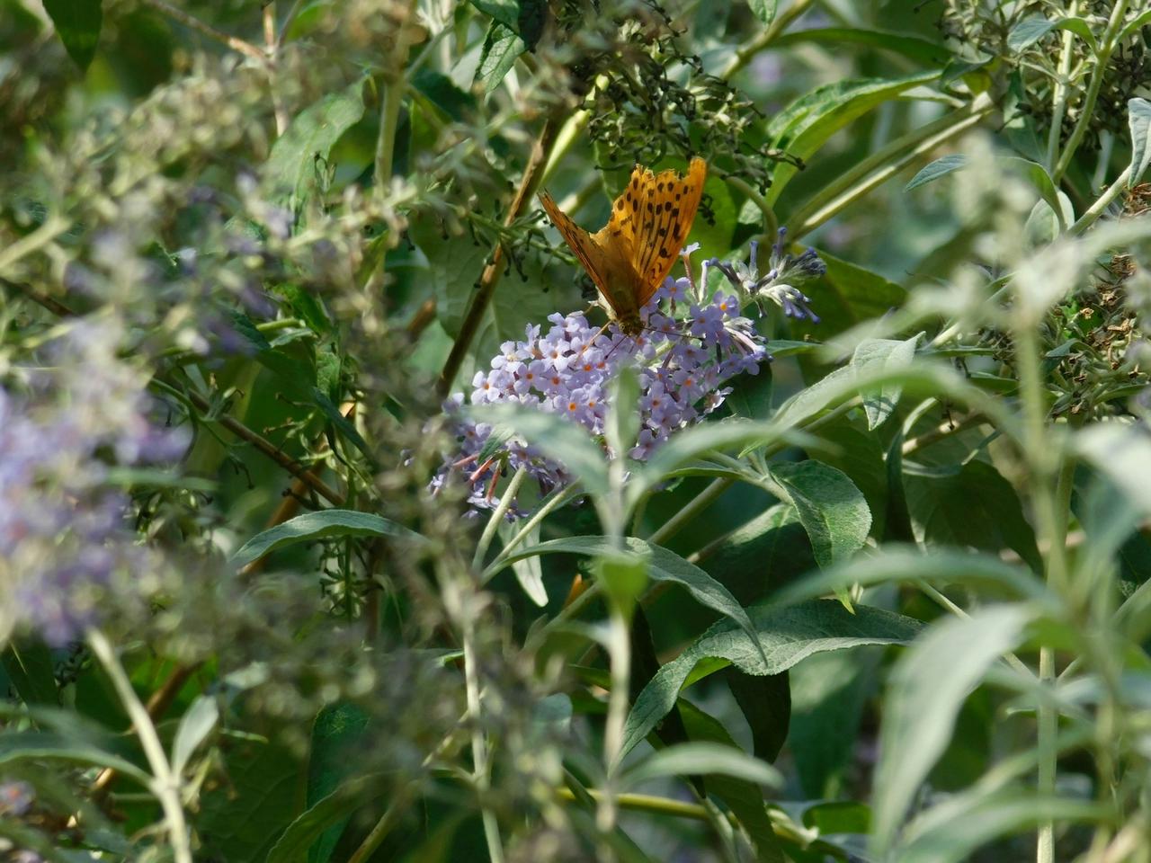 Shot at "Giardino di Ninfa", after 5 minutes spent following this beautiful butterfly without any tripod. Worth it.