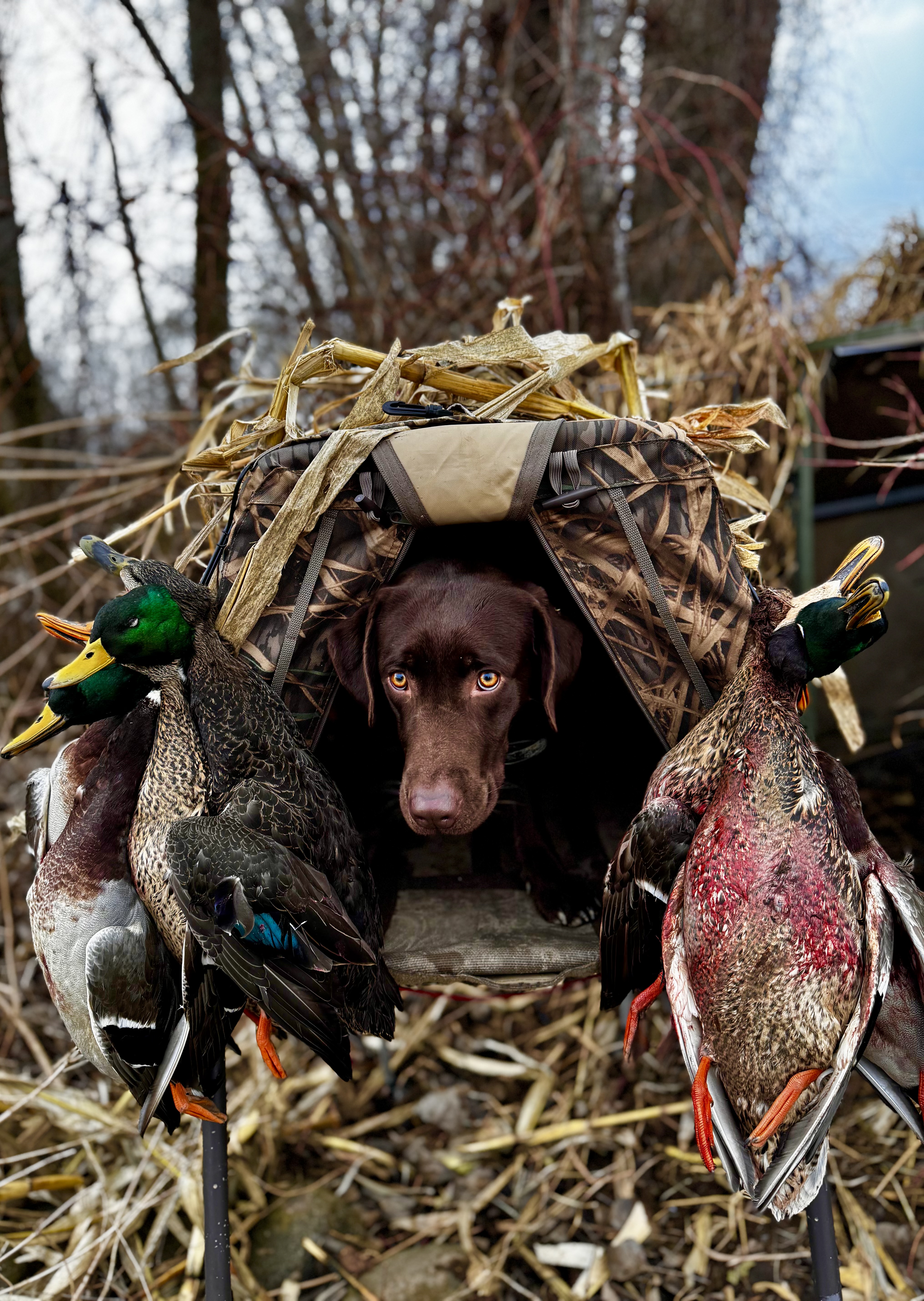 Hazel, professionally trained gun dog