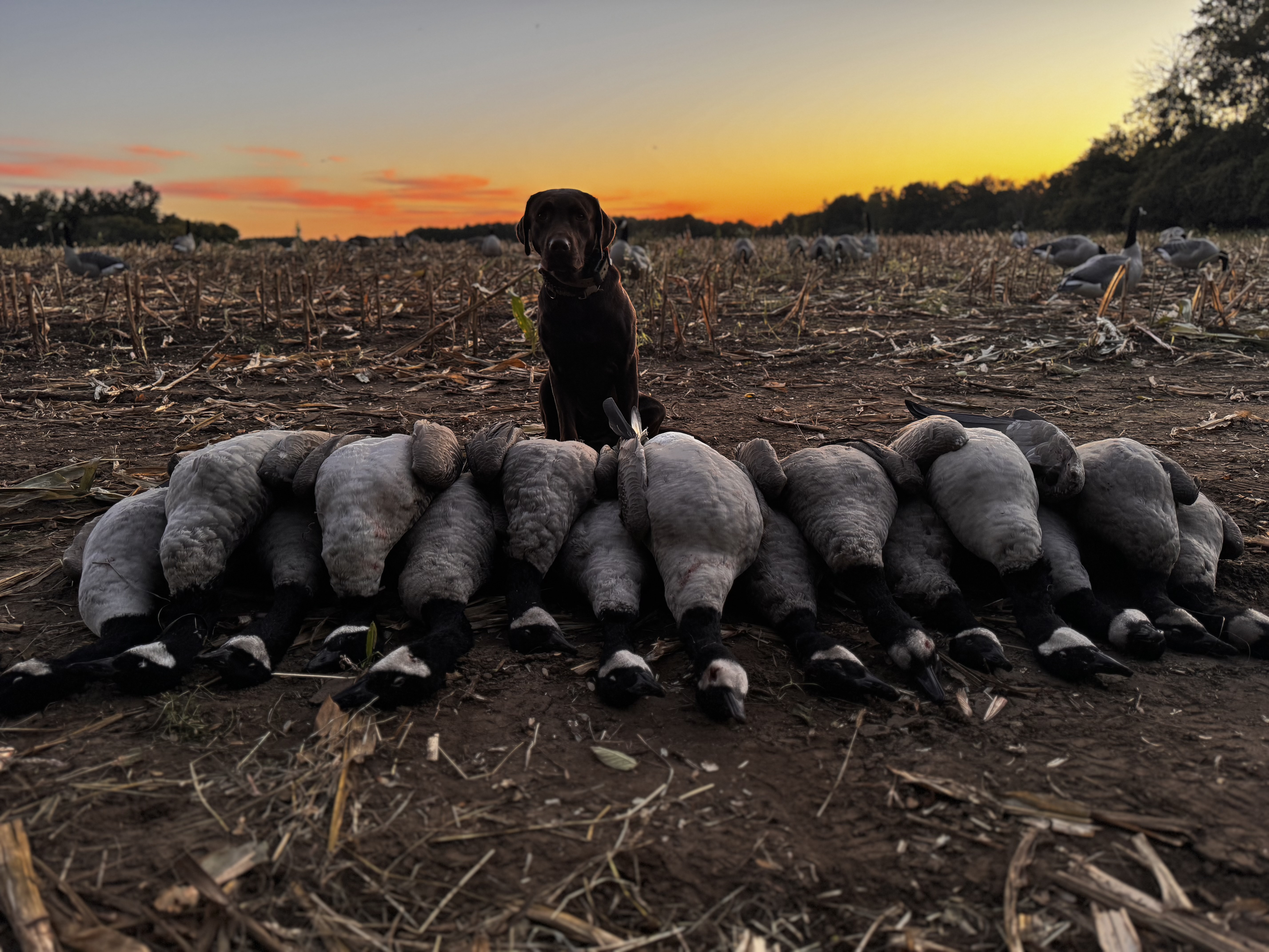 Early goose season hunting