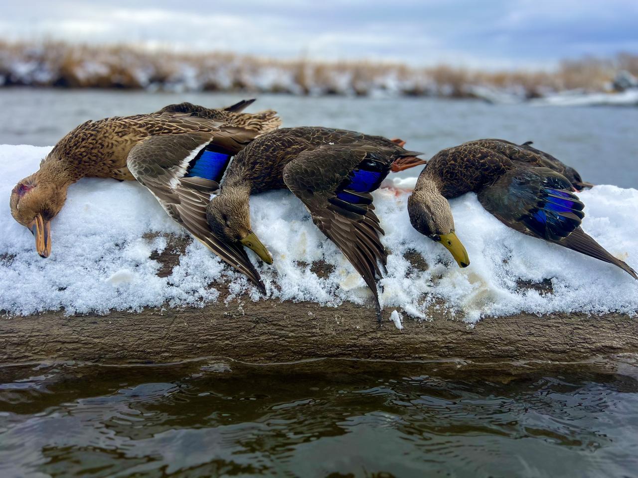 Waterfowl hunting field setup