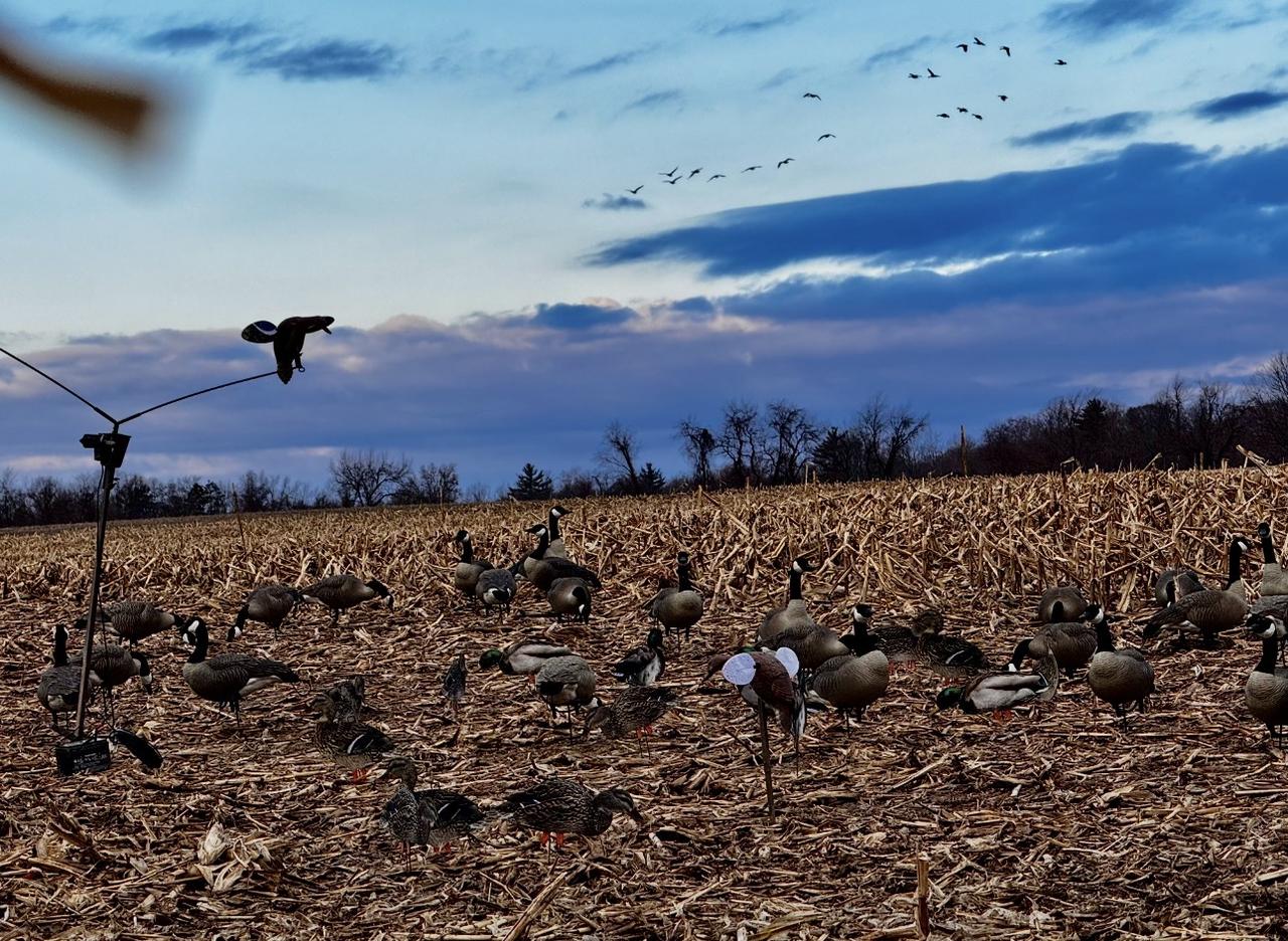 Canada geese in flight during September hunt