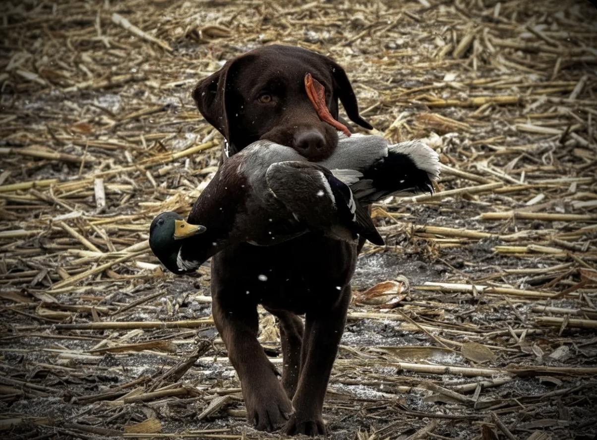 Successful hunt or fishing trip 7