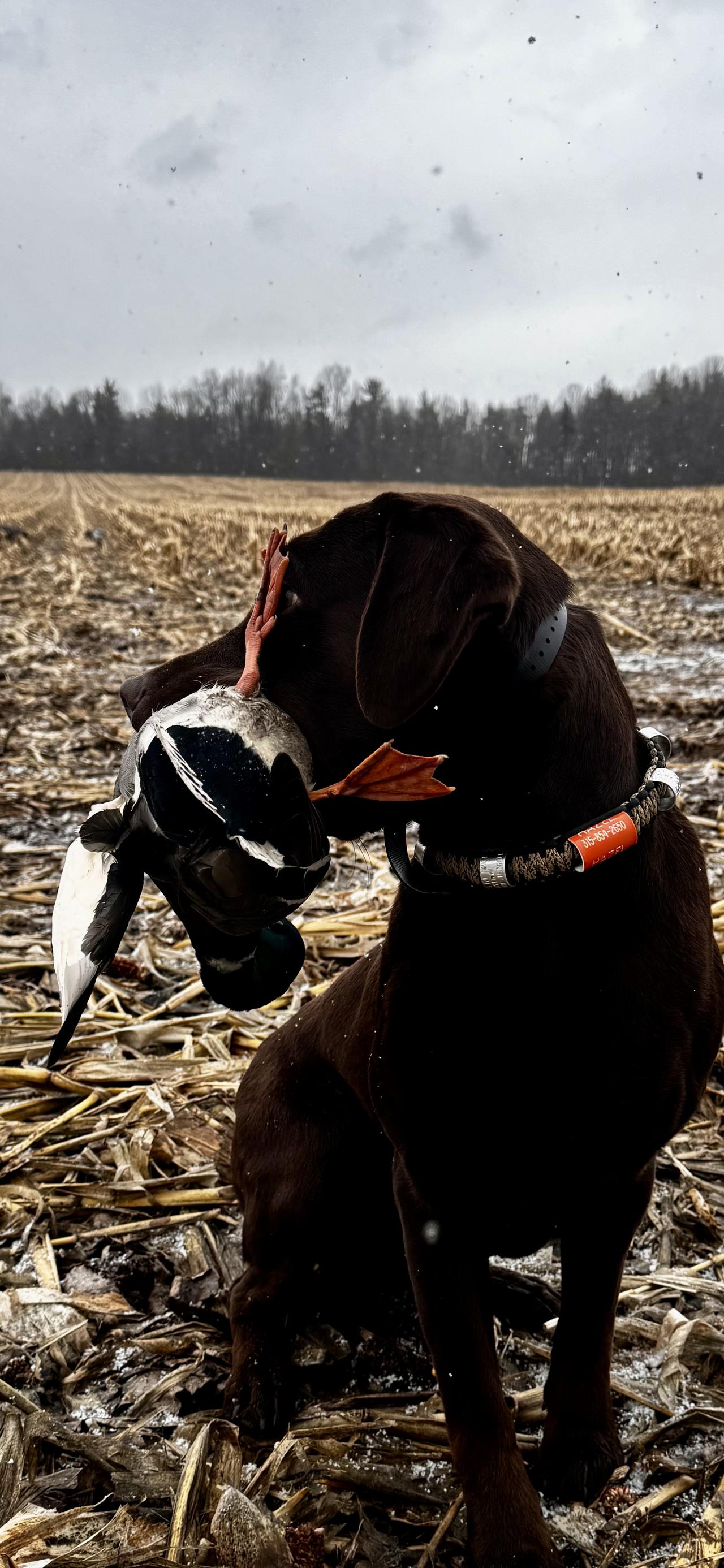 Successful hunt or fishing trip 12